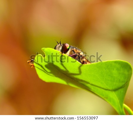 Face, eyes and shade of expectant robber fly efferia albibarbis over a green leaf, with colorful natural background out of focus