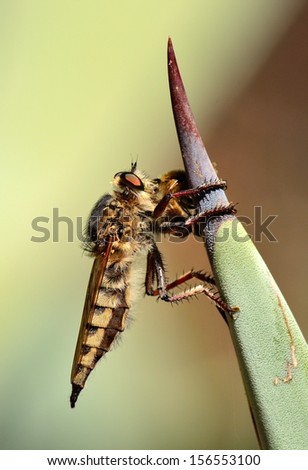 Great robber fly efferia albibarbis subject to a tip of agave plant with a little prey trapped under its powerful stinger