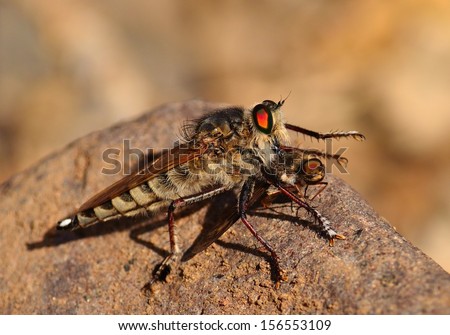 Magnificent robber fly nailing its powerful stinger on a small prey