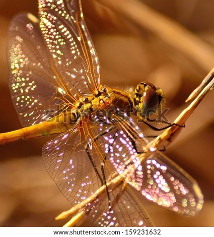Spectacular image of yellow dragonfly sympetrum fonscolombii and its bright wings