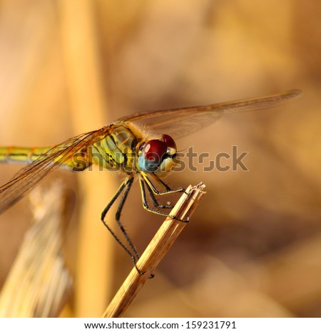 Beautiful specimen of dragonfly sympetrum fonscolombii with its colorful eyes, on a dry grass and natural background out of focus
