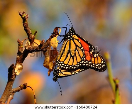 Magnificent image of two beautiful monarch butterflies coupled in perfect harmony in its mating ritual and perched on a dry branch of almond tree, on a unfocused natural background