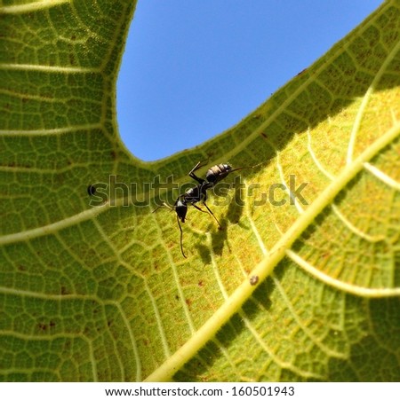 Big ant walking on a fig leaf