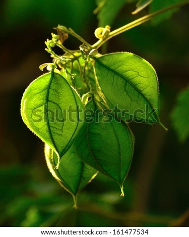 Raceme with several green fruit capsules of physalis plant hanging from the thin branch, on unfocused natural background