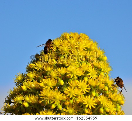 Magnificent cluster of aeonium undulatum in all its splendor with several worker bees collecting the exquisite pollen on its little yellow flowers, with a natural background of radiant blue sky