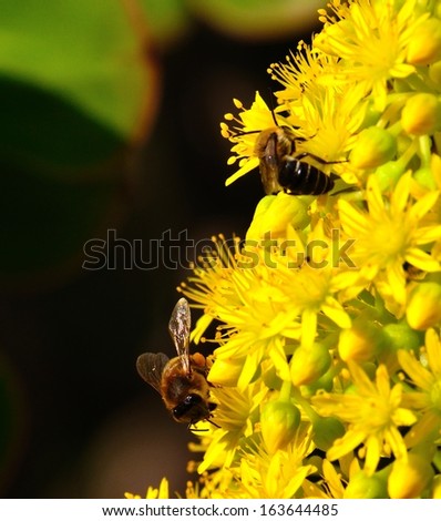 Several bees between the stamens of little yellow flowers in a large cluster of a aromatic aeonium undulatum, spring wildflowers natural of Canary islands on unfocused background