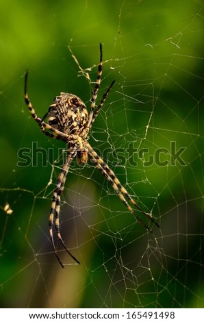Impressive spider argiope argentata completely still  and waiting on its cobweb, with a blurred natural green background