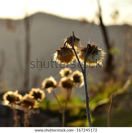 Backlit image of wild artichokes with all its dry flowers and about to release the seeds in late autumn, on blurred natural background