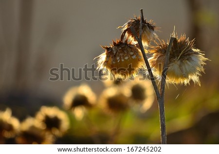 Dry flowers of wild artichoke in late autumn and about to release its seeds, on blurred natural background