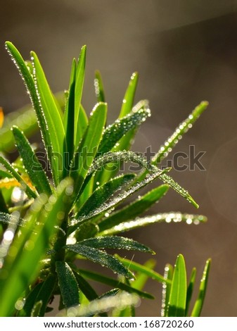 Splendid canary wild plant  euphorbia lamarckii with many tiny droplets of dew on its green leaves and bright sparkles, on a unfocused natural grey background
