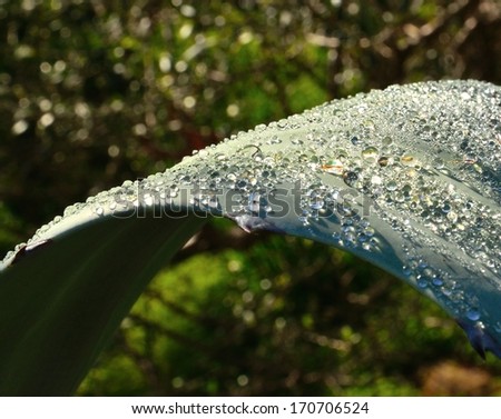 Bright water drops of fine rain on a large agave leaf, on blurred natural background