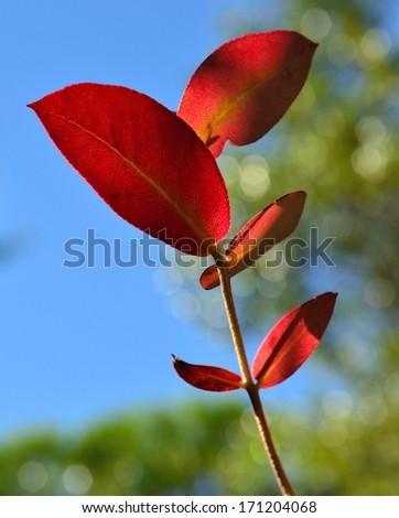 Splendid branch of eucalyptus tree with shaded red leaves on unfocused natural green  background and blue sky