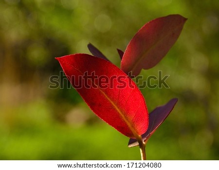 Little branch of eucalyptus tree with highlighted red leaf and shades, on a unfocused natural background of green tones