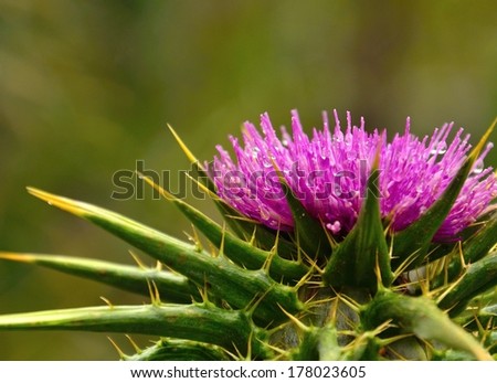 Magnificent silybum marianum in full bloom with tiny water drops of  rain on its colorful  stamens, with natural greenish background out of focus