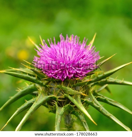 Superb milk thistle with beautiful purple stamens and natural water drops of dew, on intense greenish background out of focus