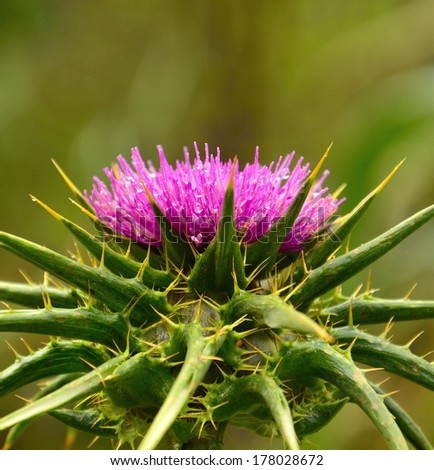 Splendorous milk thistle with its attractive purple stamens and tiny water drops of dew, on unfocused natural background greenish