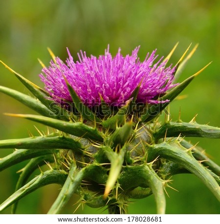 Superb milk thistle with splendid purple stamens covered of tiny dew drops, on plain natural background