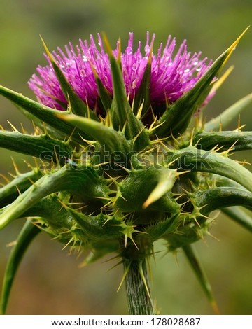 Spinous milk thistle with radiant purple stamens and fine water drops of dew, on greenish natural background out of focus