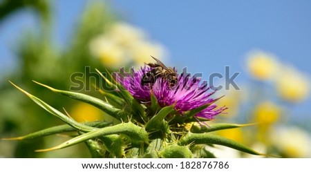 Panoramic image of beautiful milk thistle flower with splendid worker bee sucking pollen on its juicy stamens, with blue sky background out of focus