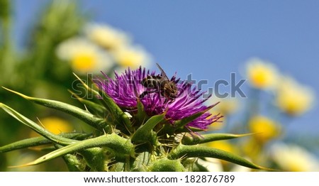 Horizontal  image of extraordinary  milk thistle flower with worker bee collecting pollen on its exquisite stamens, with blue sky background out of focus