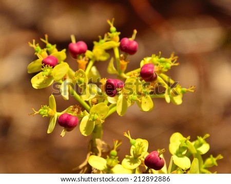 Red fruits and flowers of euphorbia lamarckii
