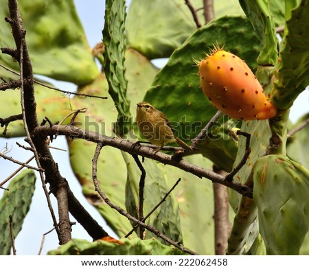 Small bird phylloscopus on a branch and waiting to eat prickly pear
