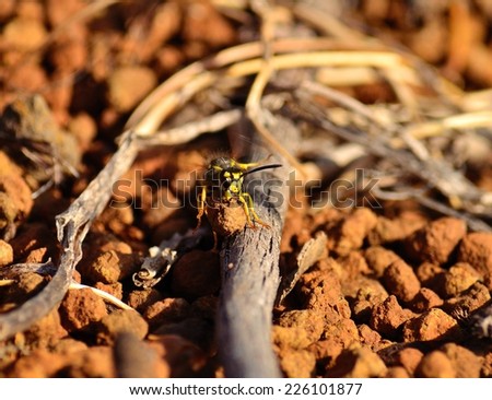 Worker wasp trying to jump a small stick with a little stone in its jaws