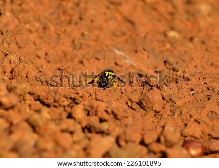 Worker wasp with paste of mud in its jaws and ready to apply