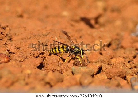 Great worker wasp carrying a small stone with its jaws from the underground nest