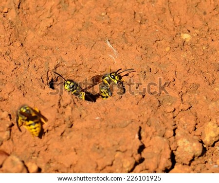 Worker wasp trying to climb from its underground nest with a little stone in its jaws