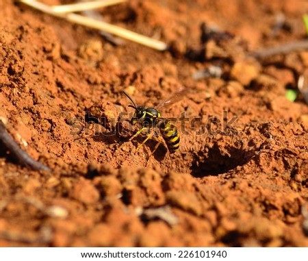 Worker wasp carrying a little stone from its underground nest