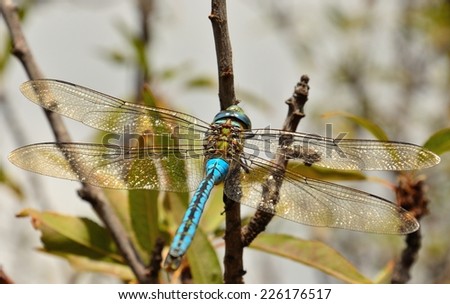 Spectacular dragonfly anax imperator with long spread wings always