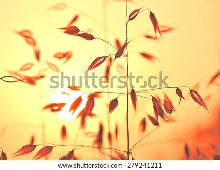 Colored photography of oat plants at sunrise