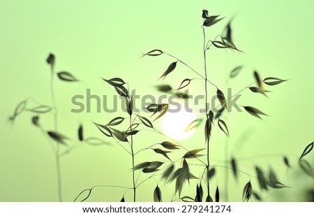 Colored photographic image of oats at sunrise