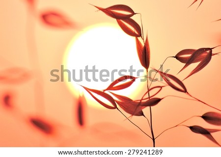 Oat plant on great sun of dawn, color effect image