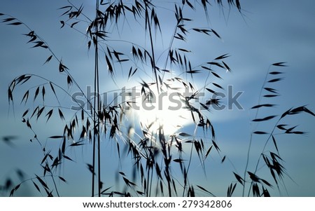 Oat plants with bluish color effect at sunrise