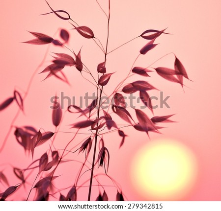 Oat plant with color effects and lighting at sunrise