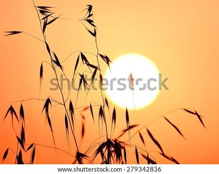 Colored image of oat twigs at sunrise