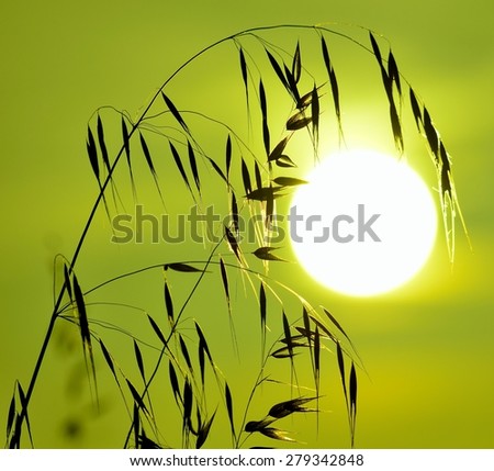 Oat twigs with greenish color effect at sunrise