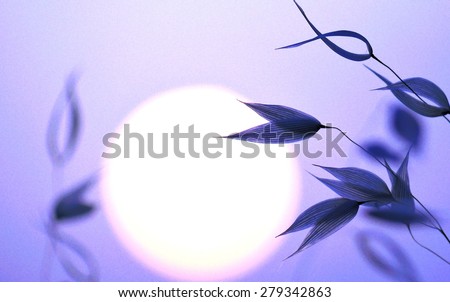 Oat twigs on great sun of dawn, photographic image with color effects and lighting