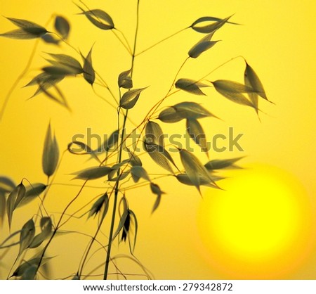 Photographic image with color effects and lighting of oats at sunrise