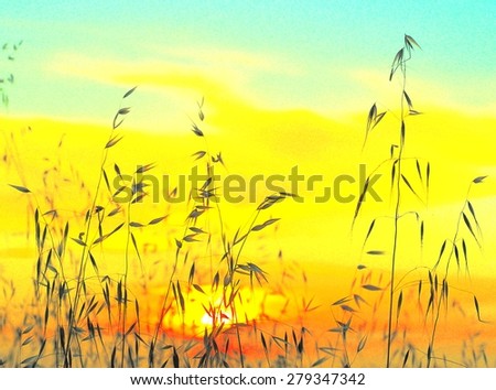 Saturated image of oat plants at sunrise