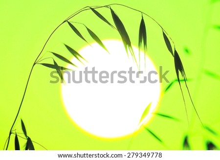Green colored image with oat twig over great sun of dawn