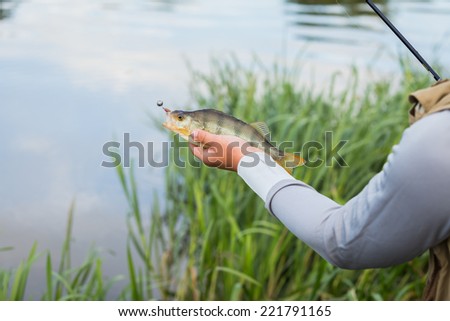 Fisherman holding a large perch.Man fisherman catches a fish. Fisherman in his hand holding spinning. Fishing, spinning reel, fish, Breg rivers. - The concept of rural getaway. Article about fishing.