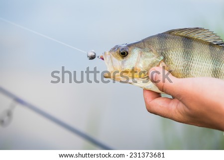 Fisherman on the river bank, a fisherman caught a perch. Fisherman holding a perch in his hand. Big bass, silicone lures, fish, catch, spinning - concept of active rest.Article about fishing and fish.