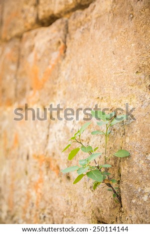 The plant grows to a stone wall. Life makes its way through the stone wall. Green plant broke through the stone wall.