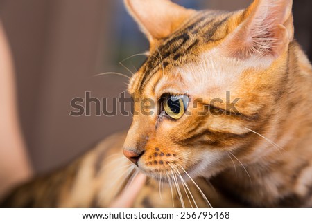 Portrait of bengal cat close-up. Bengak cat on brown background. Pet, home cat.