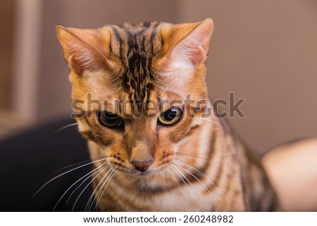Cat Bengal breed. Pet. cat Bengali. Bengal cat.
