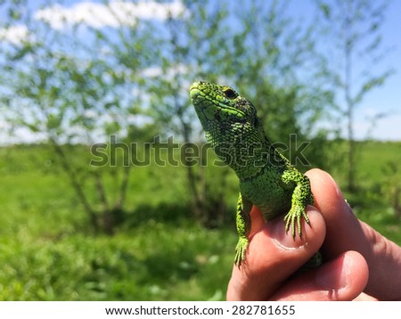 Little green lizard in the hands of man. The theme of nature and environmental protection. Nature, wild fauna.