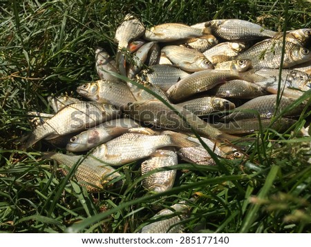 Fish in the grass. Freshly caught carp in the grass. Catch fisherman.